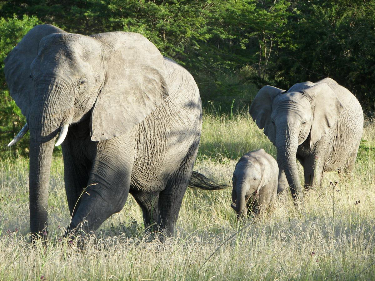 Lalibela Game Reserve Mark'S Camp เกรแฮมส์ทาวน์ ภายนอก รูปภาพ