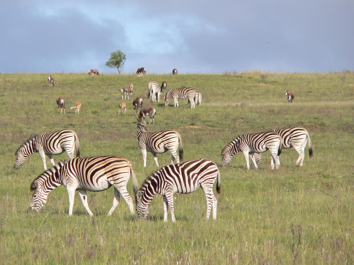 Lalibela Game Reserve Mark'S Camp เกรแฮมส์ทาวน์ ภายนอก รูปภาพ
