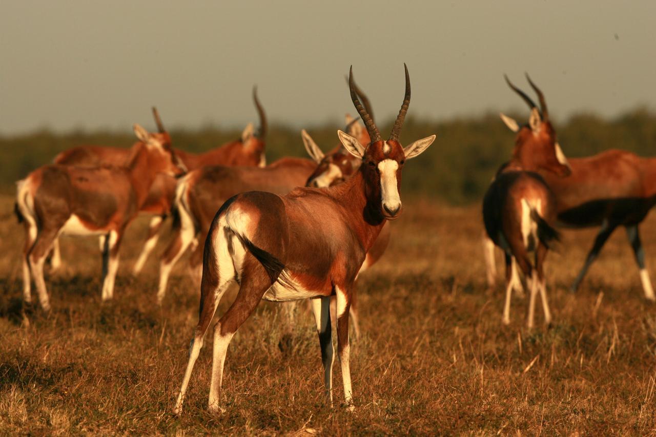 Lalibela Game Reserve Mark'S Camp เกรแฮมส์ทาวน์ ภายนอก รูปภาพ