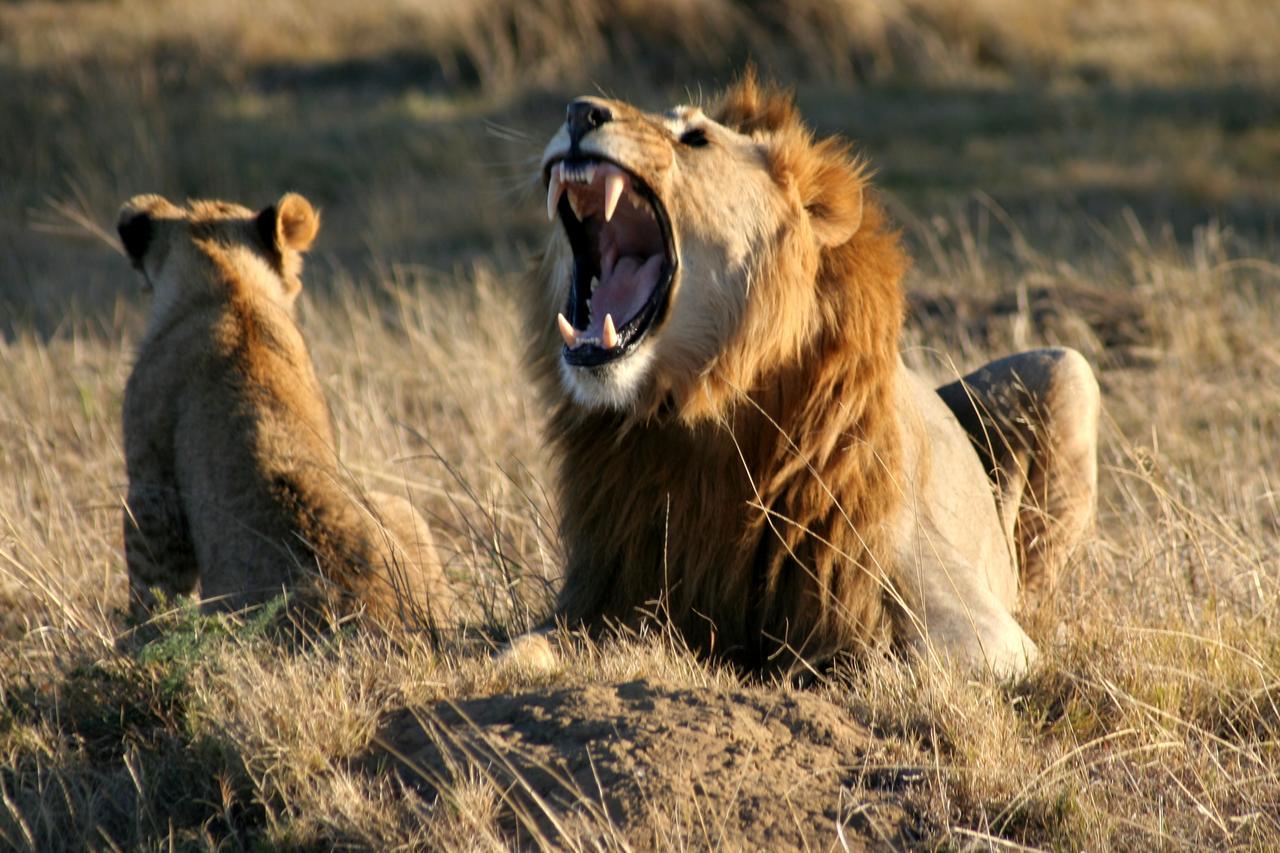 Lalibela Game Reserve Mark'S Camp เกรแฮมส์ทาวน์ ภายนอก รูปภาพ