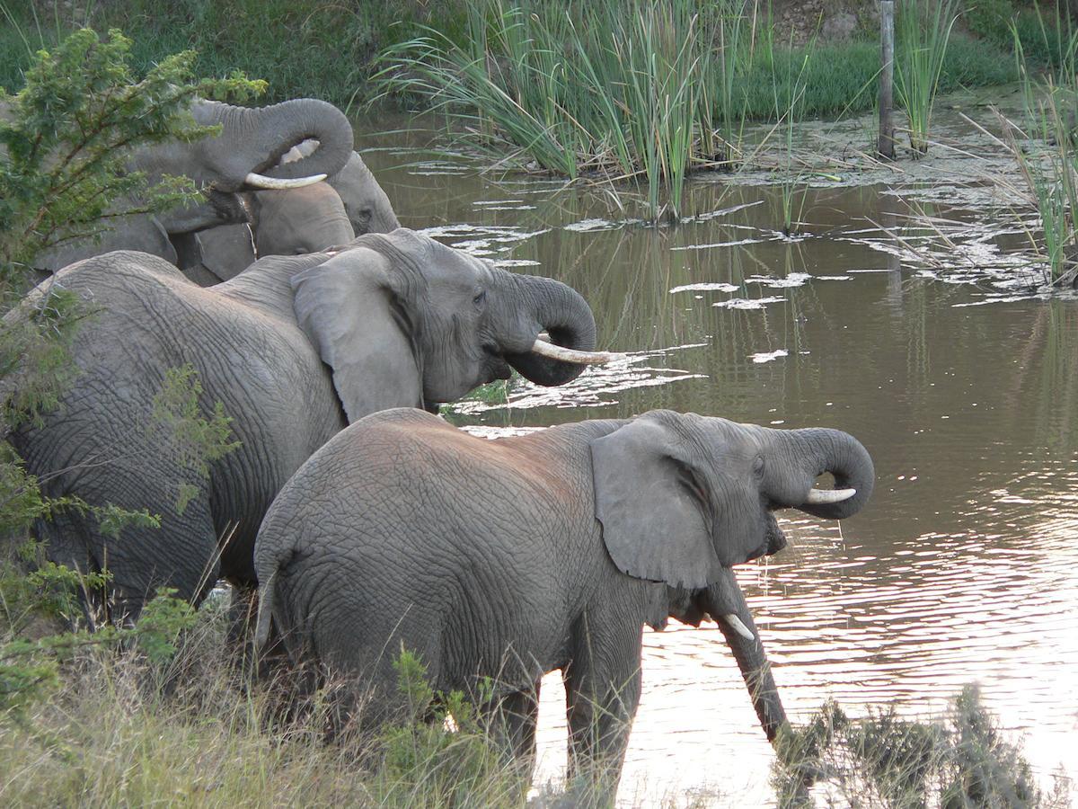 Lalibela Game Reserve Mark'S Camp เกรแฮมส์ทาวน์ ภายนอก รูปภาพ
