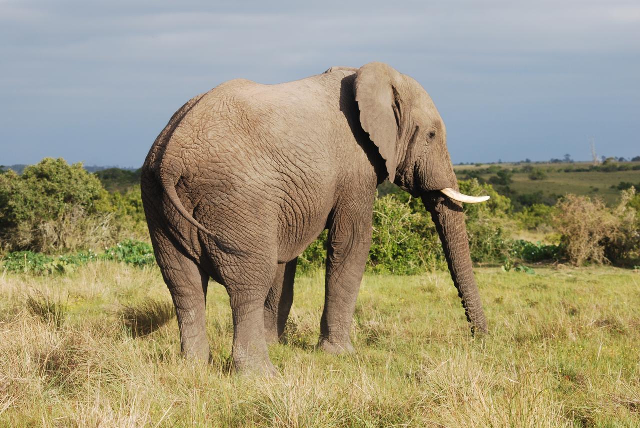 Lalibela Game Reserve Mark'S Camp เกรแฮมส์ทาวน์ ภายนอก รูปภาพ
