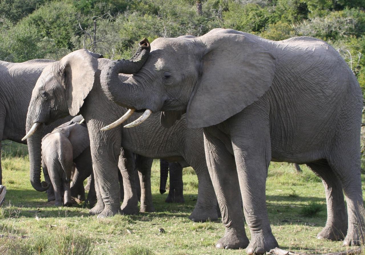 Lalibela Game Reserve Mark'S Camp เกรแฮมส์ทาวน์ ภายนอก รูปภาพ