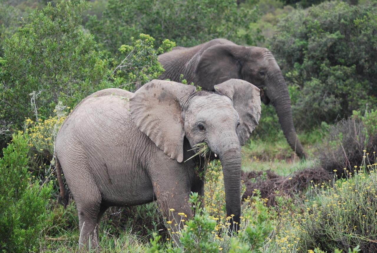 Lalibela Game Reserve Mark'S Camp เกรแฮมส์ทาวน์ ภายนอก รูปภาพ