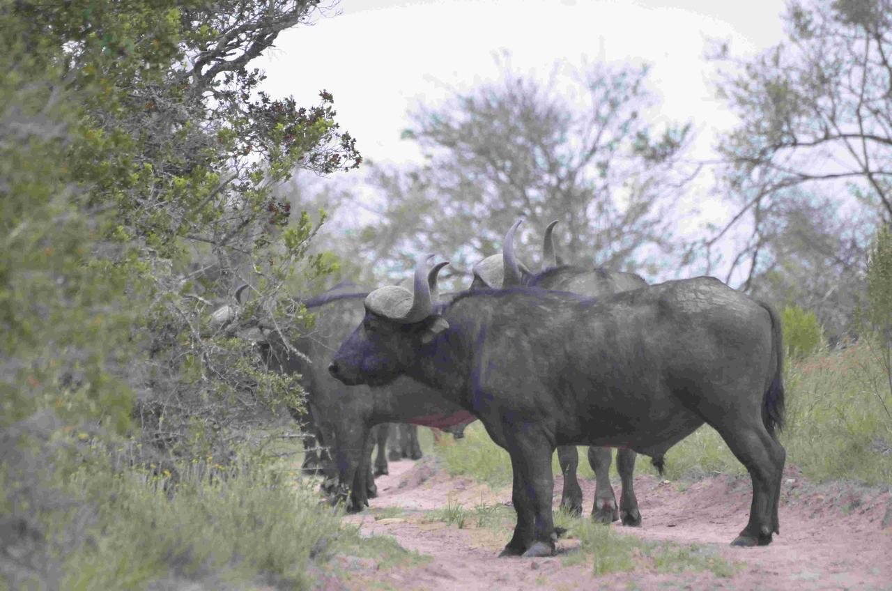 Lalibela Game Reserve Mark'S Camp เกรแฮมส์ทาวน์ ภายนอก รูปภาพ