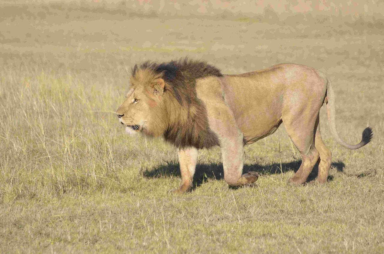 Lalibela Game Reserve Mark'S Camp เกรแฮมส์ทาวน์ ภายนอก รูปภาพ