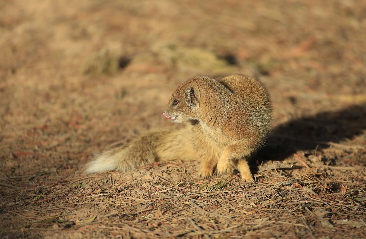 Lalibela Game Reserve Mark'S Camp เกรแฮมส์ทาวน์ ภายนอก รูปภาพ