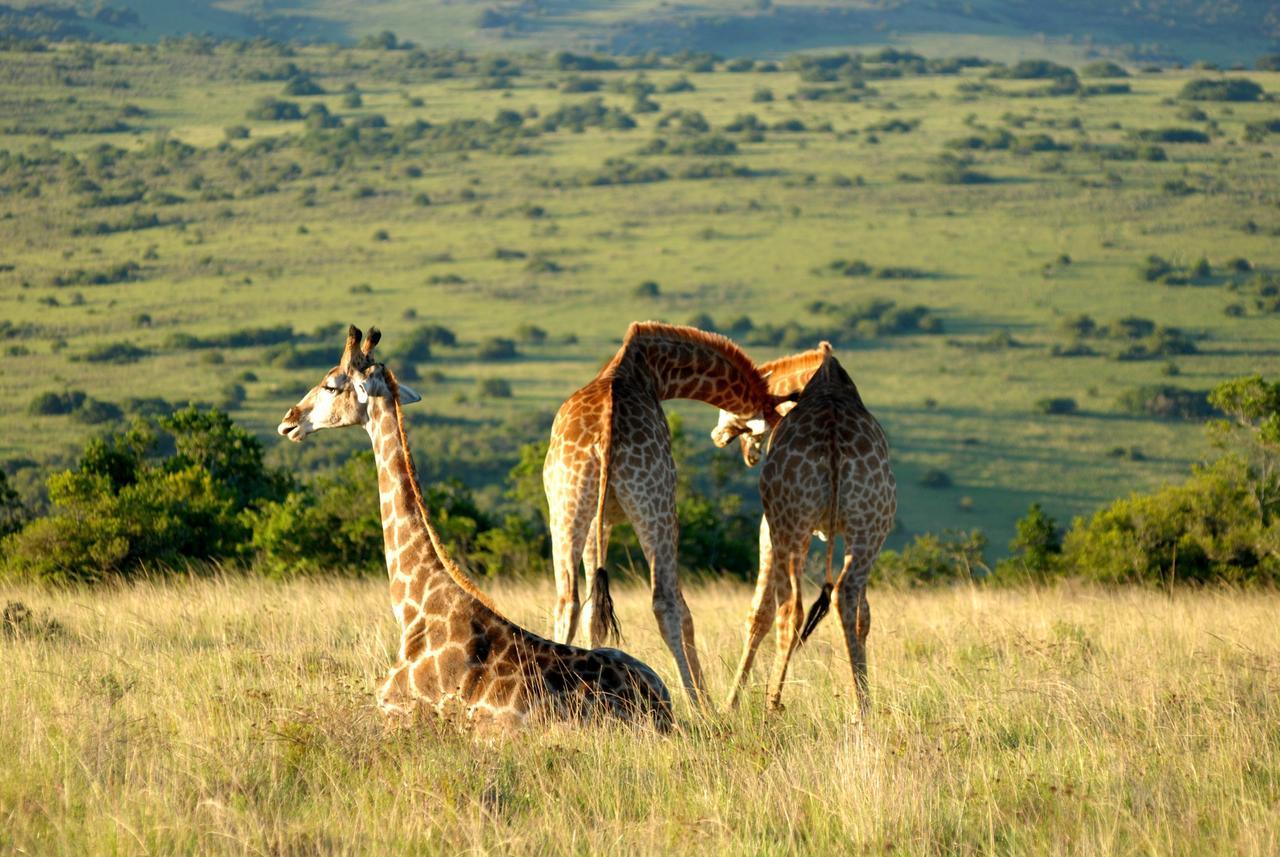 Lalibela Game Reserve Mark'S Camp เกรแฮมส์ทาวน์ ภายนอก รูปภาพ