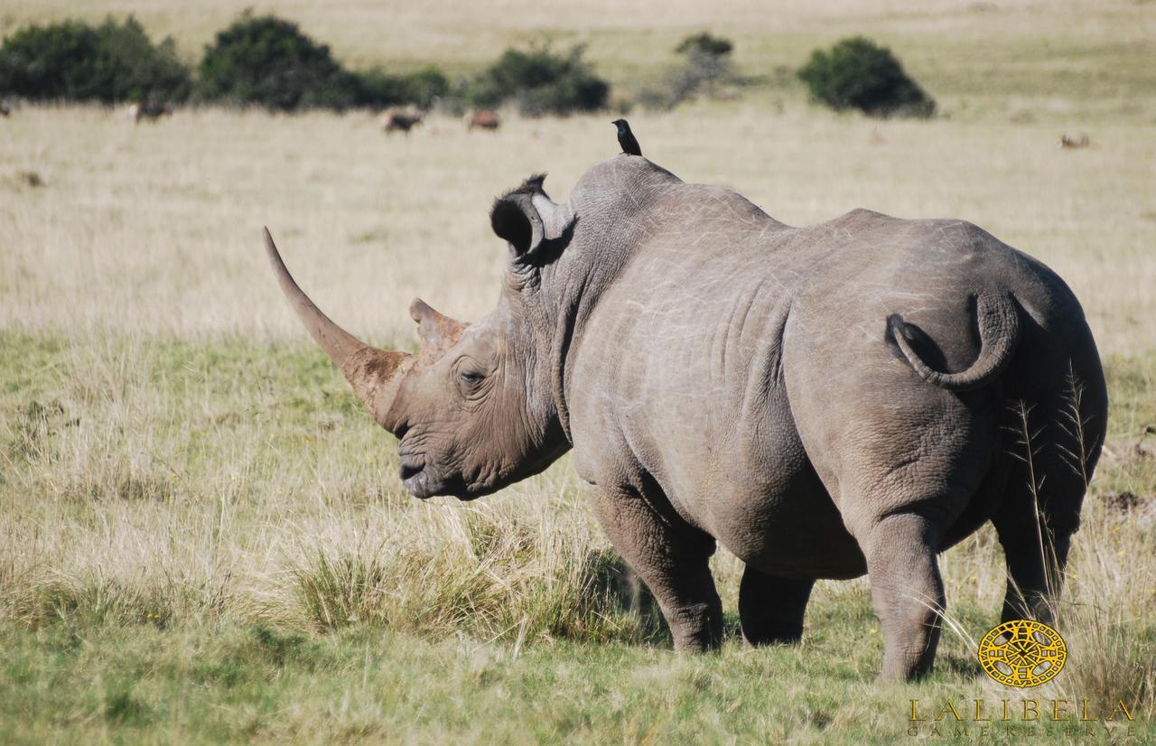 Lalibela Game Reserve Mark'S Camp เกรแฮมส์ทาวน์ ภายนอก รูปภาพ