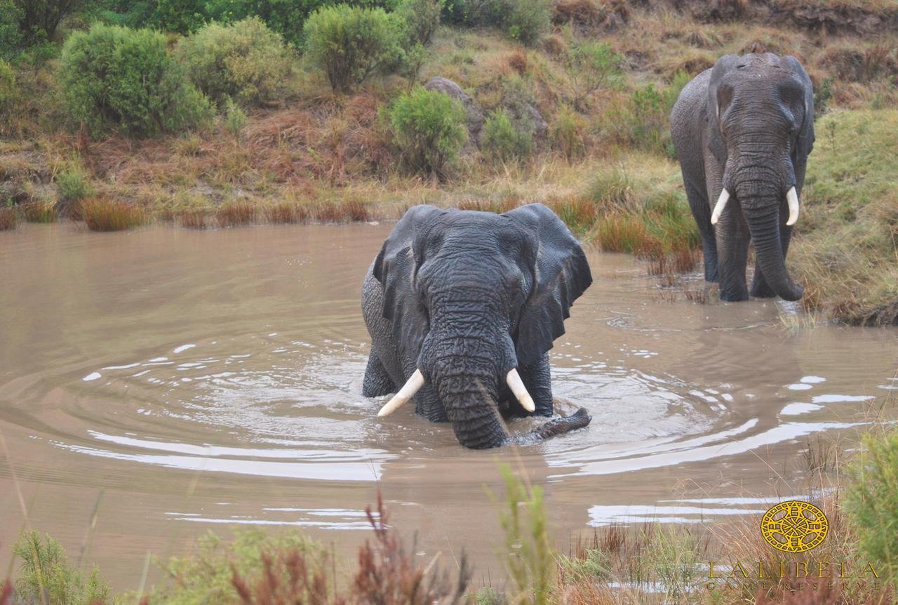 Lalibela Game Reserve Mark'S Camp เกรแฮมส์ทาวน์ ภายนอก รูปภาพ