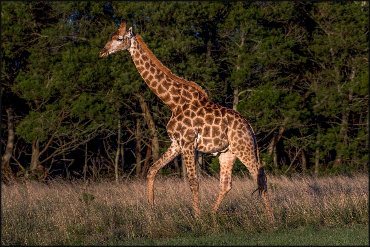 Lalibela Game Reserve Mark'S Camp เกรแฮมส์ทาวน์ ภายนอก รูปภาพ