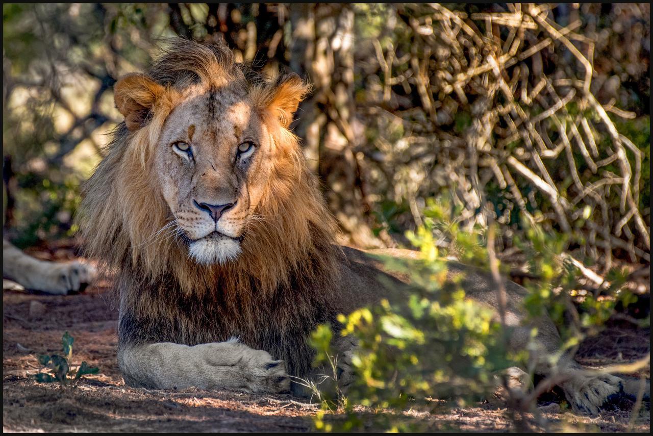 Lalibela Game Reserve Mark'S Camp เกรแฮมส์ทาวน์ ภายนอก รูปภาพ