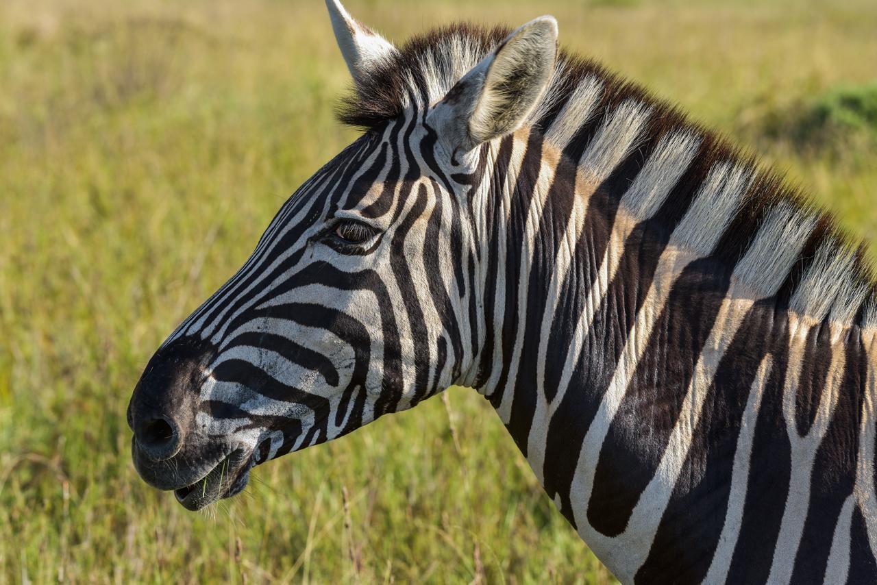 Lalibela Game Reserve Mark'S Camp เกรแฮมส์ทาวน์ ภายนอก รูปภาพ
