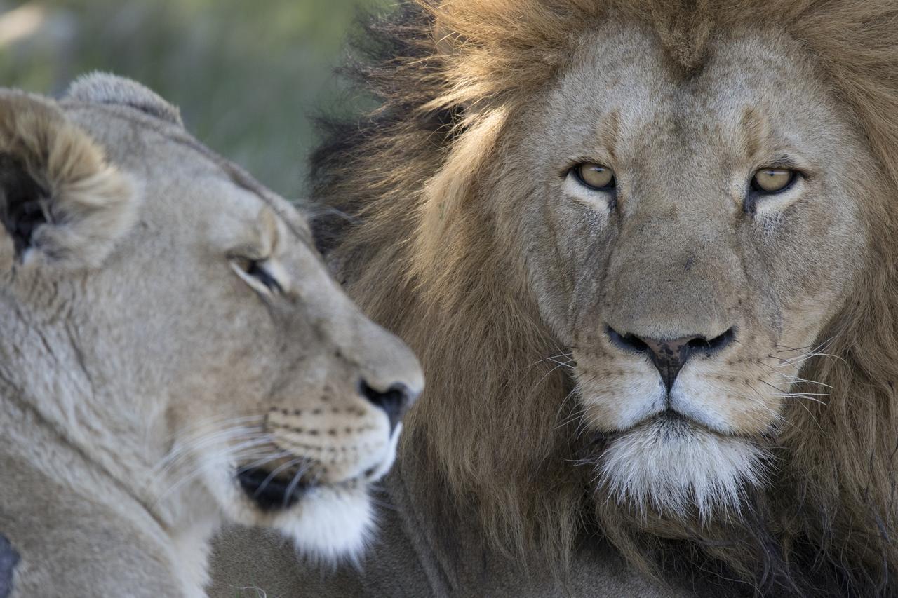 Lalibela Game Reserve Mark'S Camp เกรแฮมส์ทาวน์ ภายนอก รูปภาพ
