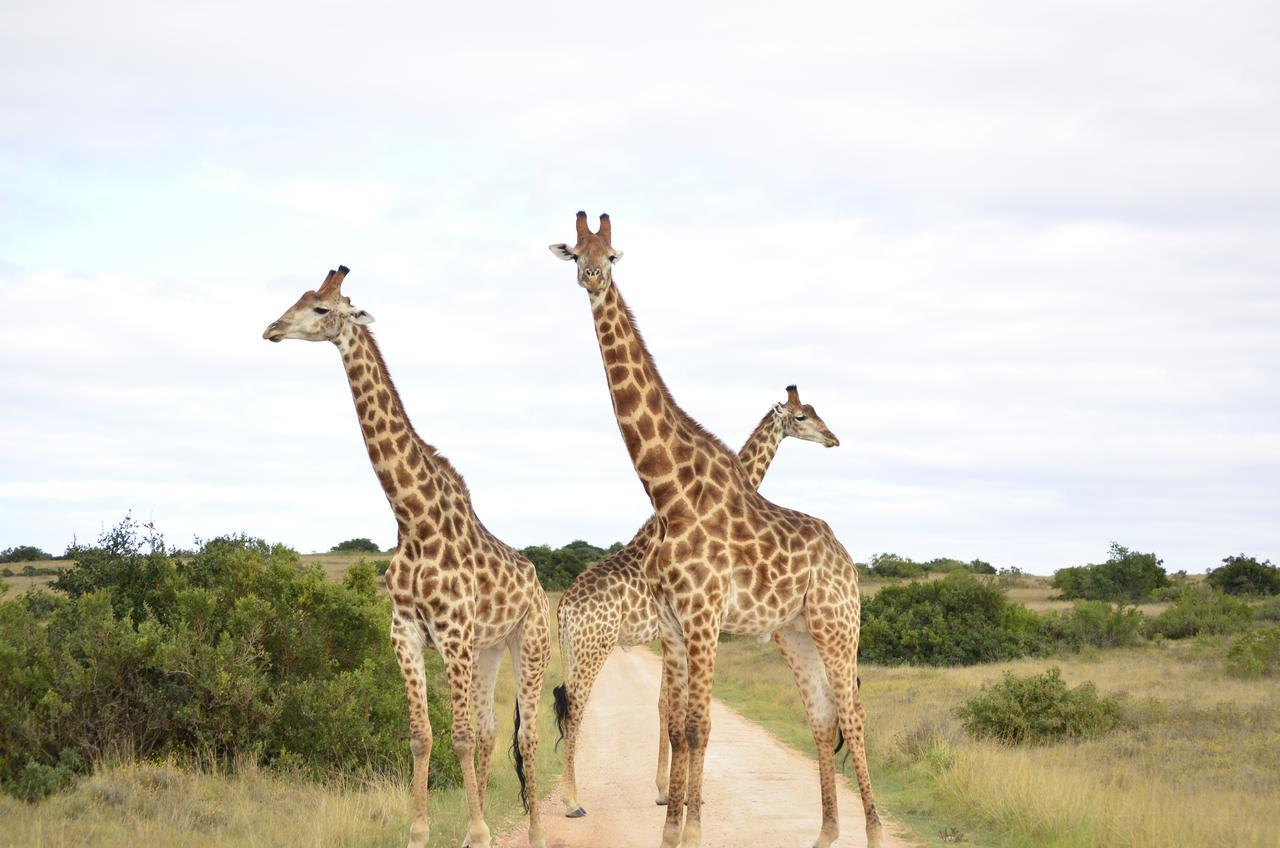 Lalibela Game Reserve Mark'S Camp เกรแฮมส์ทาวน์ ภายนอก รูปภาพ