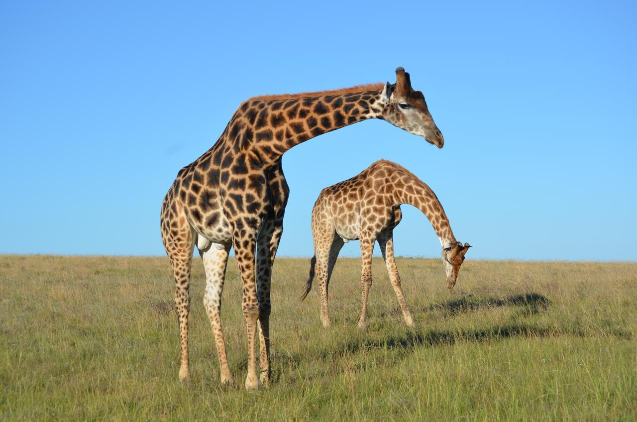Lalibela Game Reserve Mark'S Camp เกรแฮมส์ทาวน์ ภายนอก รูปภาพ