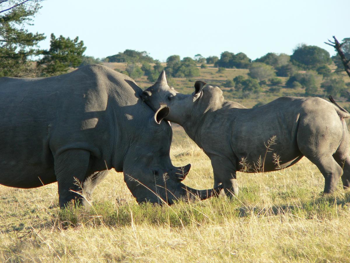 Lalibela Game Reserve Mark'S Camp เกรแฮมส์ทาวน์ ภายนอก รูปภาพ