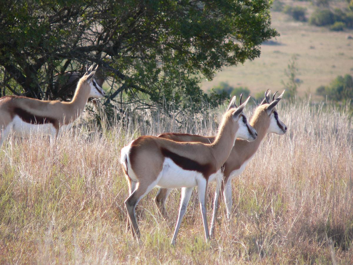 Lalibela Game Reserve Mark'S Camp เกรแฮมส์ทาวน์ ภายนอก รูปภาพ