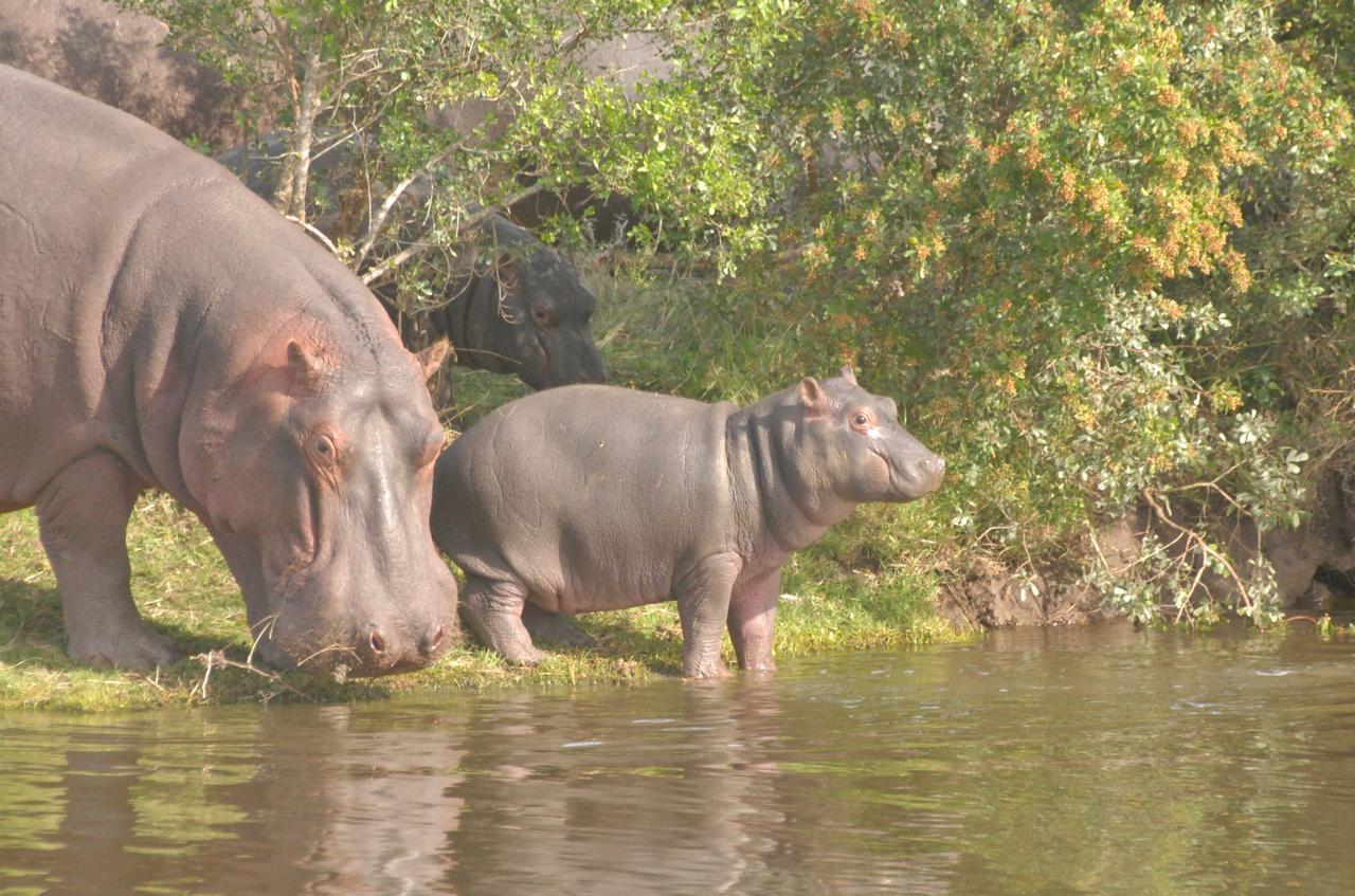 Lalibela Game Reserve Mark'S Camp เกรแฮมส์ทาวน์ ภายนอก รูปภาพ