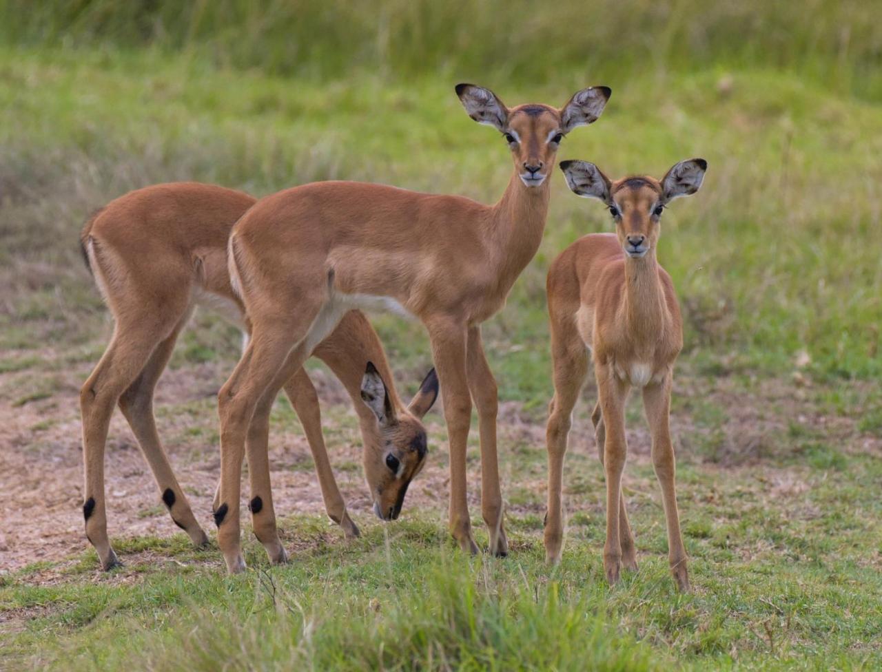 Lalibela Game Reserve Mark'S Camp เกรแฮมส์ทาวน์ ภายนอก รูปภาพ