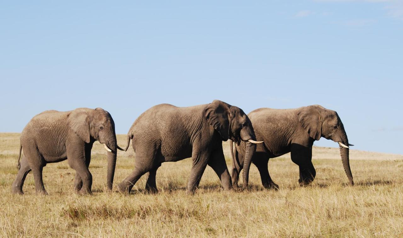 Lalibela Game Reserve Mark'S Camp เกรแฮมส์ทาวน์ ภายนอก รูปภาพ