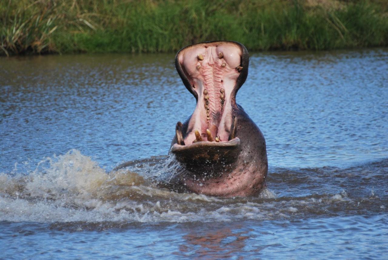 Lalibela Game Reserve Mark'S Camp เกรแฮมส์ทาวน์ ภายนอก รูปภาพ