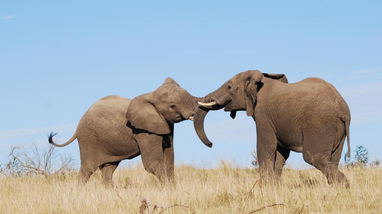 Lalibela Game Reserve Mark'S Camp เกรแฮมส์ทาวน์ ภายนอก รูปภาพ